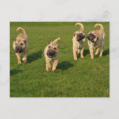 Shar Pei-Puppies Briefkaart (Voorkant)
