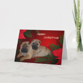 Shar Pei Puppies Poinsettia-kaart Feestdagen Kaart (Voorkant)