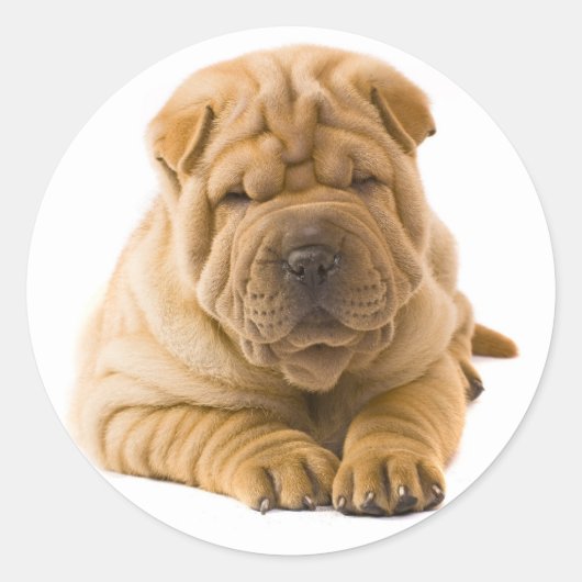 Shar Pei Puppy Dog Sticker / zeehonden (Voorkant)