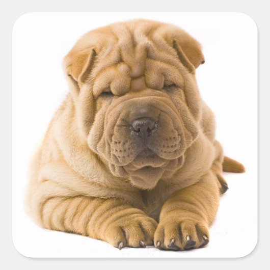 Shar Pei Puppy Dog Sticker / zeehonden (Voorkant)