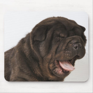 Shar Pei puppy Yawning, studio shot Muismat