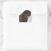 Shar Pei puppy Yawning, studio shot Vierkante Sticker (Tas)