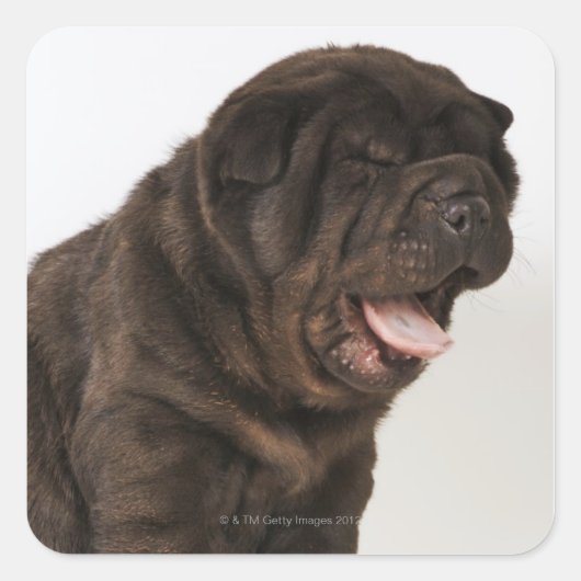Shar Pei puppy Yawning, studio shot Vierkante Sticker (Voorkant)