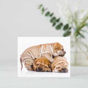 Shar Pei Pups Briefkaart