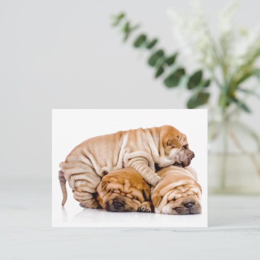 Shar Pei Pups Briefkaart (Staand voorkant)
