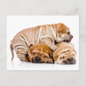 Shar Pei Pups Briefkaart (Voorkant)