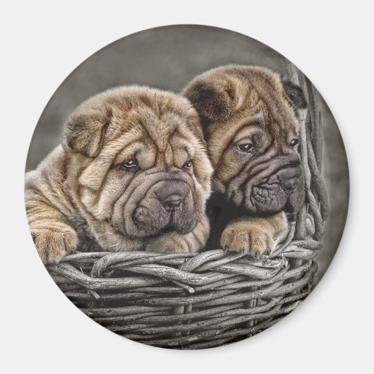 Shar-Pei pups in mandmagneet Magneet (Voorkant)