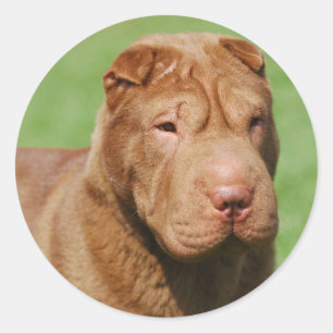 Shar Pei Ronde Sticker