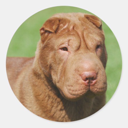 Shar Pei Ronde Sticker (Voorkant)