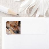 shar pei slapen.png etiket (Insitu)