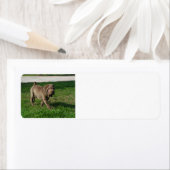 Shar pei volledig 3.png etiket (Insitu)