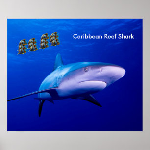 Shark afbeelding voor poster