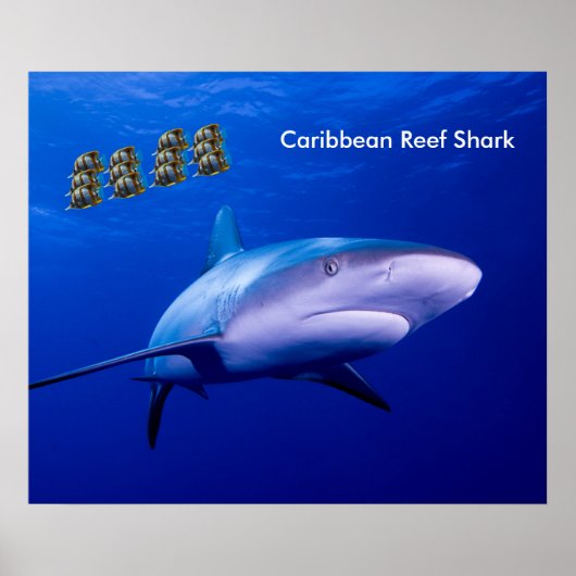 Shark afbeelding voor poster (Voorkant)