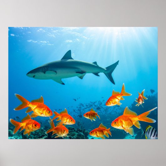 Shark among gold fishes poster (Voorkant)