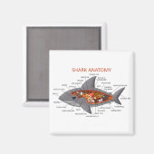 Shark Anatomy Magneet (Voorkant / Achterkant)