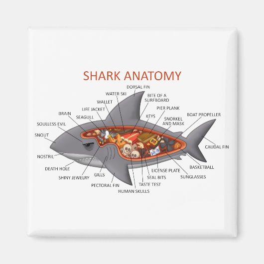 Shark Anatomy Magneet (Voorkant)