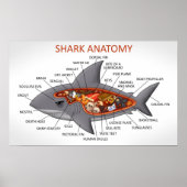 Shark Anatomy Poster (Voorkant)