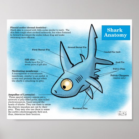Shark Anatomy Print (Voorkant)
