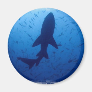 Shark Attack Magnet