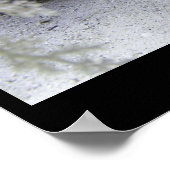 Shark Awareness Day, whitetip reef shark Poster (Hoek)