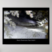 Shark Awareness Day, whitetip reef shark Poster (Voorkant)