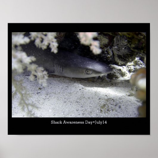 Shark Awareness Day, whitetip reef shark Poster (Voorkant)