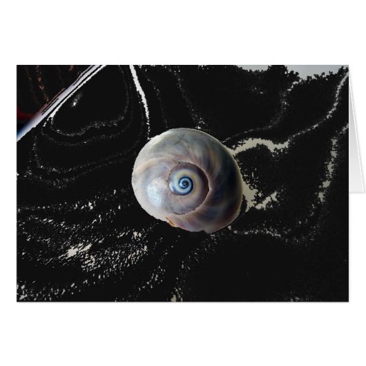 Shark Eye 2 (Voorkant Horizontaal)