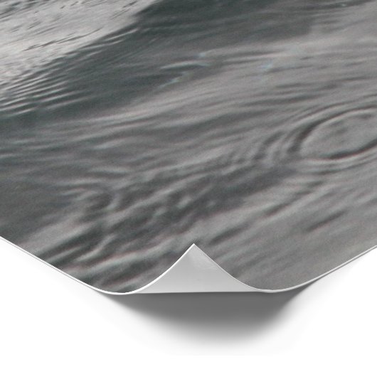 Shark Fin Poster (Hoek)