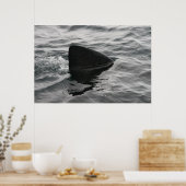 Shark Fin Poster (Keuken)