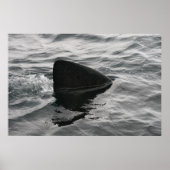 Shark Fin Poster (Voorkant)