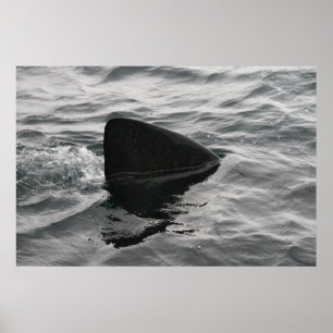 Shark Fin Poster