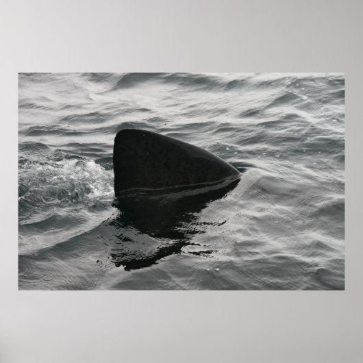 Shark Fin Poster (Voorkant)