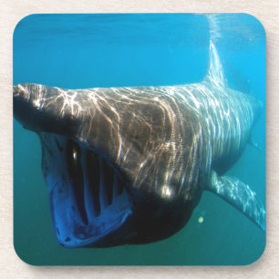 Shark Fish Ocean Tropical Ocean Destiny Gifts Bier Onderzetter