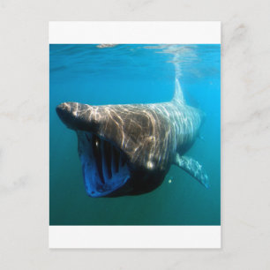 Shark Fish Ocean Tropical Ocean Destiny Gifts Briefkaart