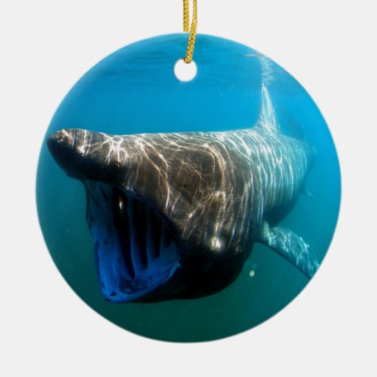 Shark Fish Ocean Tropical Ocean Destiny Gifts Keramisch Ornament (Voorkant)