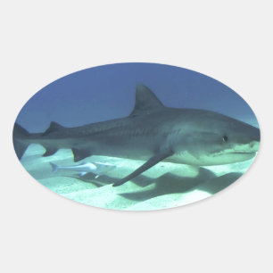 Shark Fish Ocean Tropical Ocean Destiny Gifts Ovale Sticker