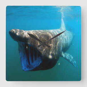 Shark Fish Ocean Tropical Ocean Destiny Gifts Vierkante Klok