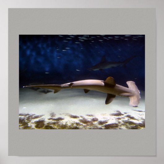 Shark Fish Swim Grey Guy Gal Destiny's Poster (Voorkant)