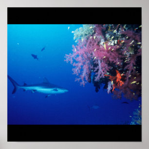 Shark Fish Water Splash Zwemmen Grijs Grijs Guy Ga Poster