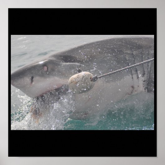 Shark Fish Water Splash Zwemmen Grijs Grijs Guy Ga Poster (Voorkant)
