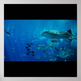 Shark Fish Water Splash Zwemvinnen Grijs Guy Gal Poster