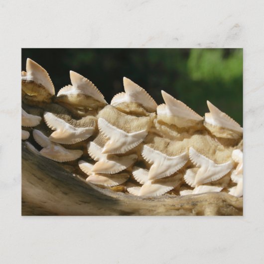 Shark Jawbone en Teeth Briefkaart (Voorkant)