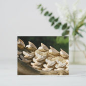 Shark Jawbone en Teeth Briefkaart (Staand voorkant)