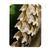 Shark Jawbone en Teeth Magneet (Verticaal)