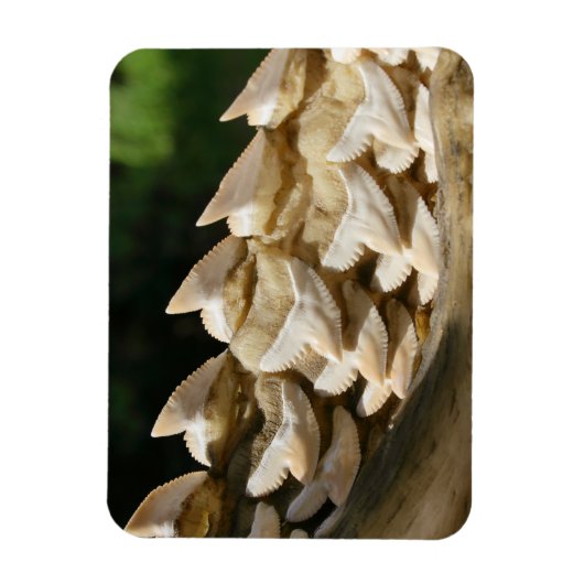 Shark Jawbone en Teeth Magneet (Verticaal)