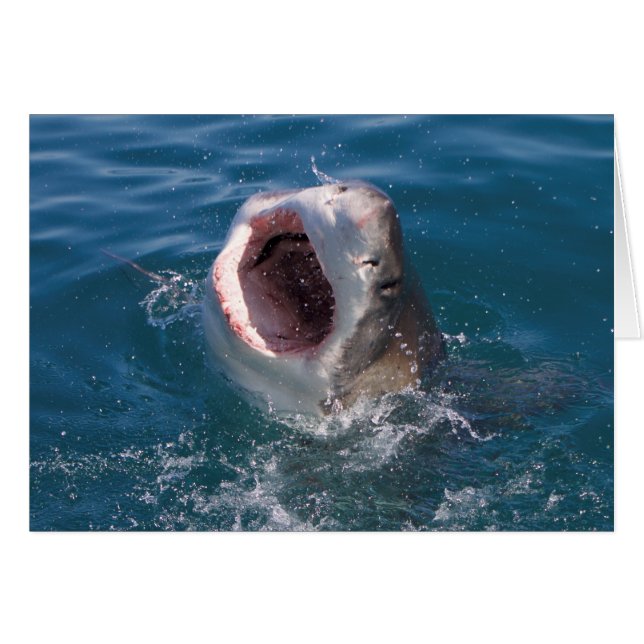 Shark Kaart (Voorkant Horizontaal)