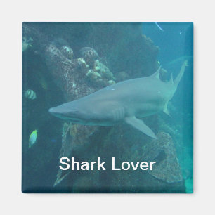 Shark Magnet
