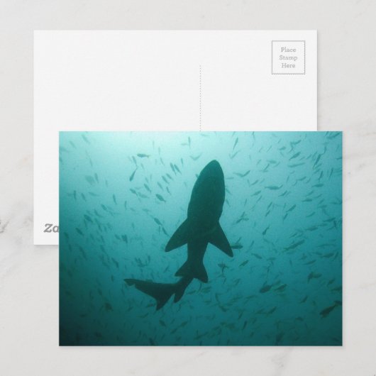 Shark Silhouette Briefkaart (Voorkant / Achterkant)