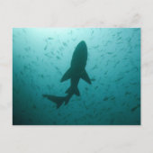 Shark Silhouette Briefkaart (Voorkant)