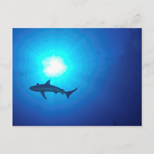 Shark Silhouette Briefkaart (Voorkant)